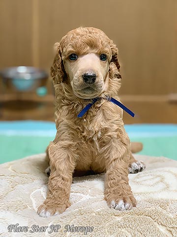 �A�v���R�b�g�q��